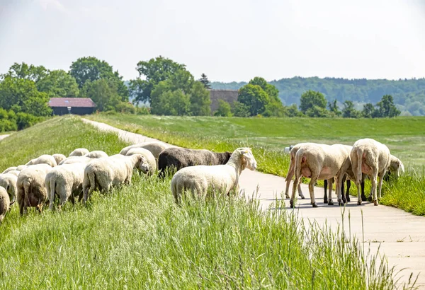 Eine Schafherde Weidet Auf Einem Deich Der Elbe Die Tiere — Stockfoto