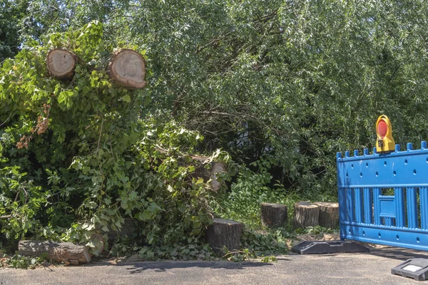 Resten Van Een Omgevallen Boom Een Zware Onweersbui Berlijn Duitsland — Stockfoto