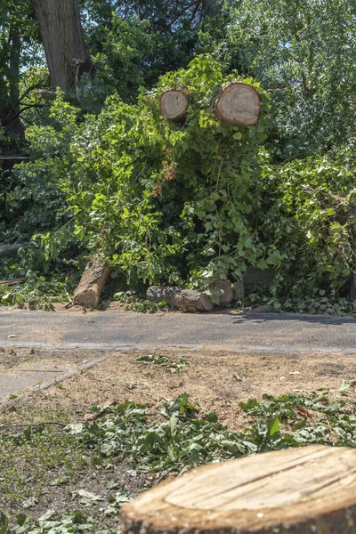 Resten Van Een Omgevallen Boom Een Zware Onweersbui Berlijn Duitsland — Stockfoto