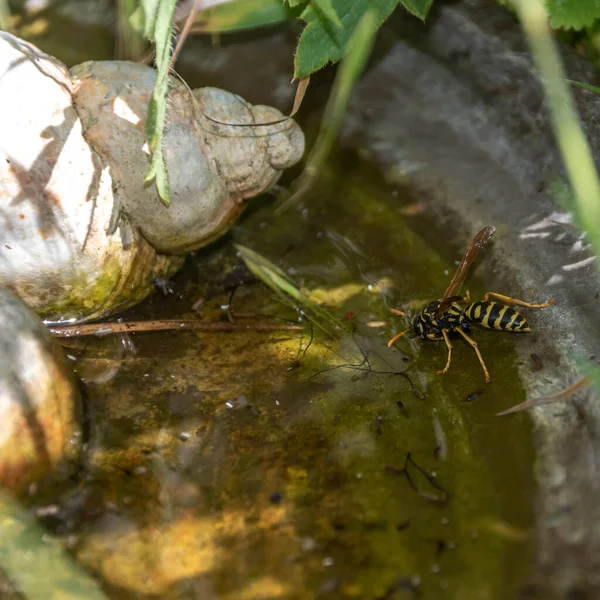 Wasp Polistes Dominula Drinkwater Uit Een Schil Tuin Een Warme — Stockfoto