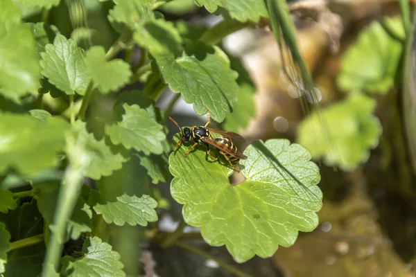 Wasp Polistes Dominula Sitter Ett Löv Trädgården — Stockfoto