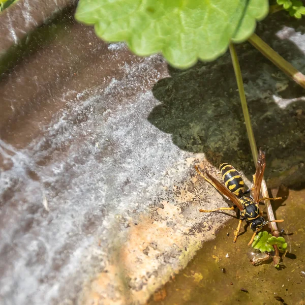 Wasp Polistes Dominula Dricksvatten Från Ett Skal Trädgården Varm Solig — Stockfoto