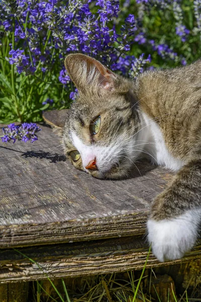 Young Cat Lying Wooden Plank Garden Enjoying Warmth Sun — Stock Photo, Image