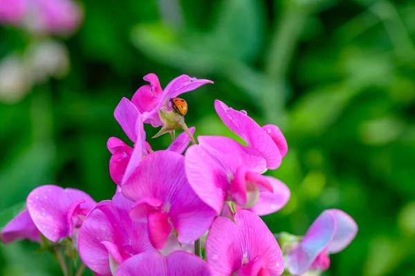 Macro Shot Egy Katicabogár Coccinellidae Mászik Rózsaszín Virágok Egy Vetch — Stock Fotó