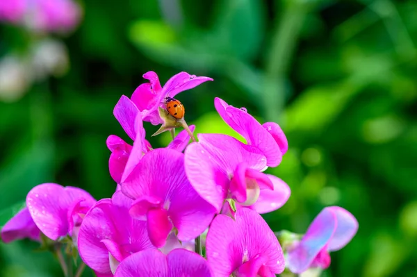 Macro Shot Egy Katicabogár Coccinellidae Mászik Rózsaszín Virágok Egy Vetch — Stock Fotó