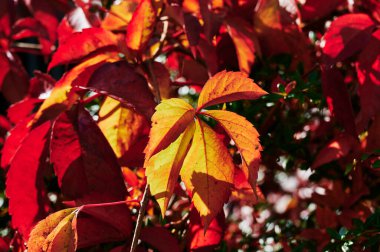 Sonbahar güneşinde kırmızı üzüm yapraklarına bakın..