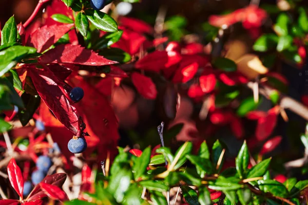 Pohled Bobule Mezi Červenými Listy Divoké Révy Vinné Podzimním Slunci — Stock fotografie