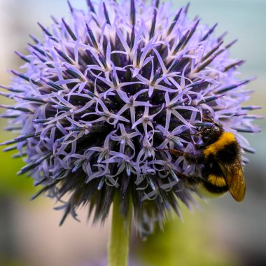 Leylak çiçeğinin üzerinde oturan bir yaban arısının makro çekimi..