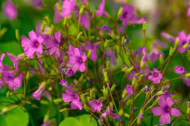 Vahşi bir şekilde çoğalan ve pembe çiçekli yonca.