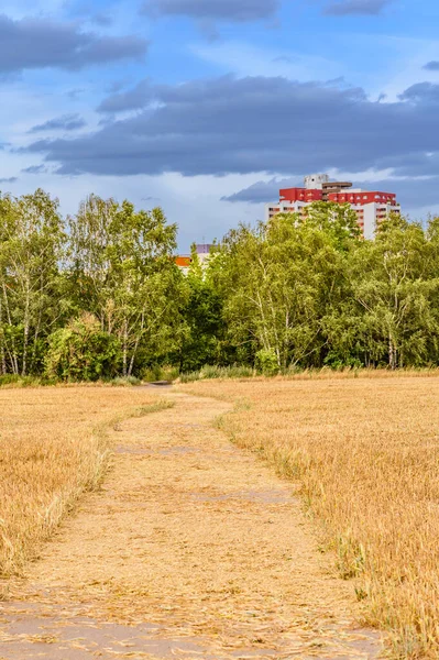 Weg Durch Ein Abgeerntetes Feld Eine Von Der Sonne Erleuchtete — Stockfoto