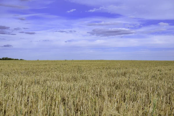 A harvested field illuminated by the sun and under a dramatic cloudy sky.