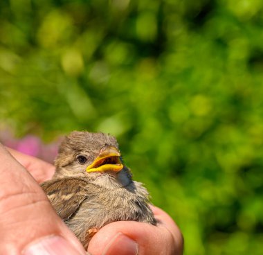 Genç serçe (Passeridae) kendini bir adamın elindeki bir kediden kurtardı..