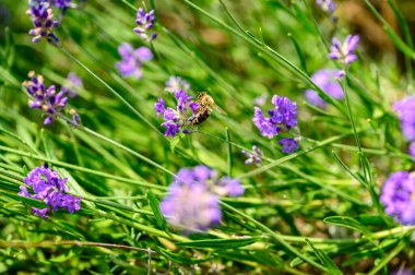 Lavandula angustifolia) yabani bir otlakta lavanta (Apis).