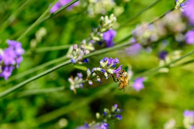 Lavandula angustifolia) yabani bir otlakta lavanta (Apis).