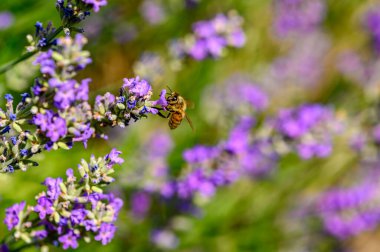 Lavandula angustifolia) yabani bir otlakta lavanta (Apis).