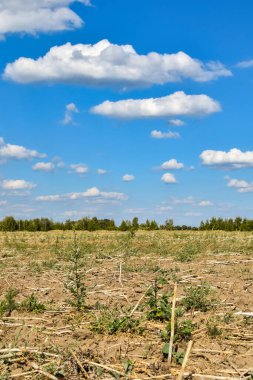 Kuraklıktan kuruyan hasat alanının manzarası..