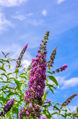 Mavi gökyüzüne karşı yaz leylağı (Buddleja) çiçekleri.