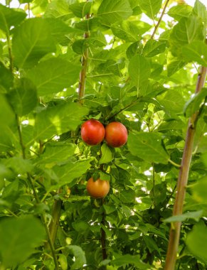 Erik ağacında olgunlaşmış erikler.