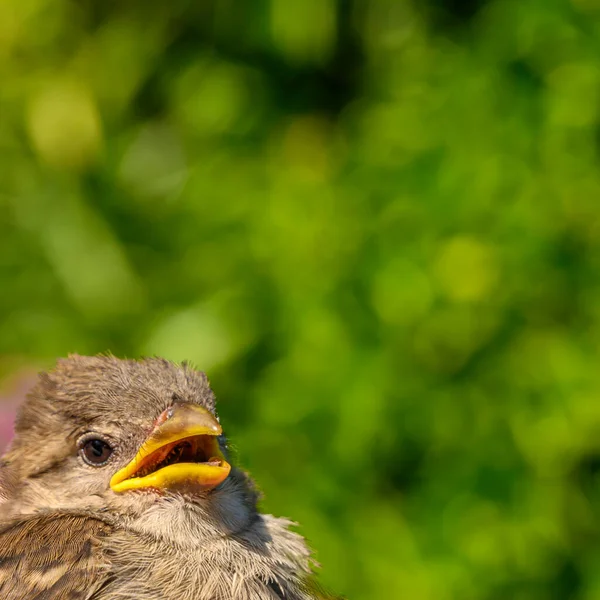 Upper Body Sparrow Passeridae Close Plenty Space Text Front Green — Stock Photo, Image