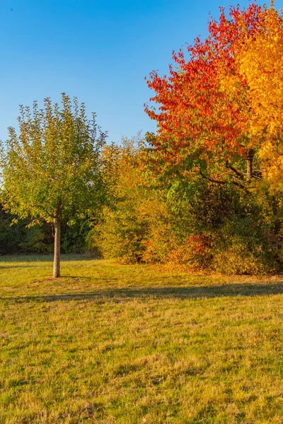 德国柏林五彩斑斓的秋叶沐浴在阳光下 — 图库照片