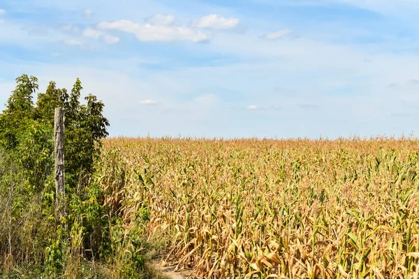 Widok Suchej Kukurydzy Zniszczonej Przez Suszę — Zdjęcie stockowe