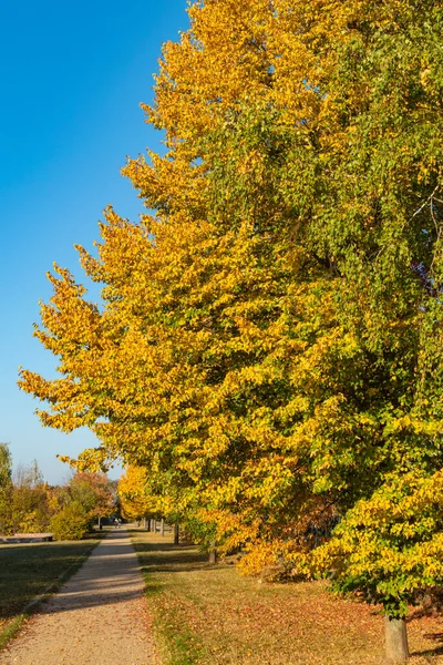 德国柏林 秋天五彩斑斓的树木在阳光下的一条小径上生长 — 图库照片