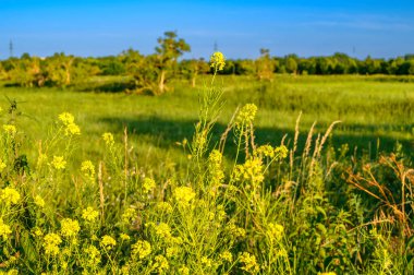 Berlin, Almanya 'nın çevresindeki mavi gökyüzüne çiçek ve çayır manzarası.