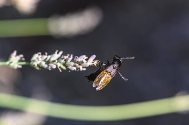 Lavanta çiçeğinin üzerindeki siyah böcek Chitin kabuğu güneşte pek çok parlak renkte parlar..