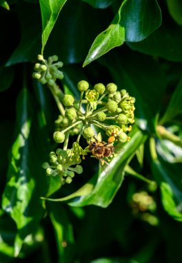 Sarmaşığın çiçeklerinde oturan ve hortumuyla nektar emen bir arı makro görüntüsü..