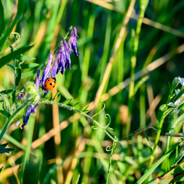 Makro Zdjęcie Biedronki Coccinellidae Czołgającej Się Liliowych Kwiatach — Zdjęcie stockowe