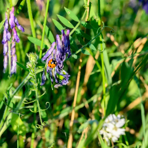 Makroaufnahme Eines Marienkäfers Coccinellidae Der Auf Lila Blüten Krabbelt — Stockfoto