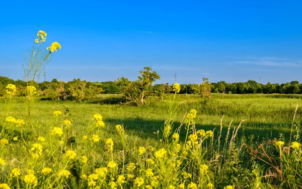 Blick Über Blumen Und Wiesen Zum Blauen Himmel Der Umgebung — Stockfoto