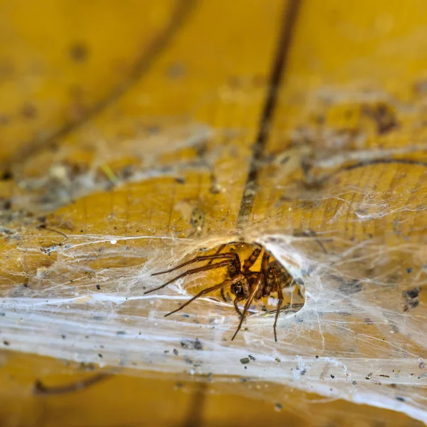 Close Van Een Spin Spinnenweb Houten Planken — Stockfoto