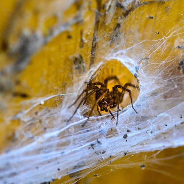 Egy Pók Közelsége Pókhálóban Deszkákon — Stock Fotó