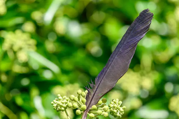 Una Pluma Pájaro Lujo Tendida Arbusto — Foto de Stock