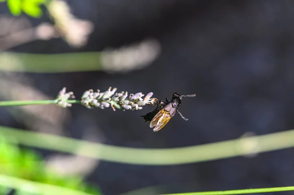 Schwarzer Käfer Auf Einer Lavendelblüte Deren Chitinschale Der Sonne Vielen — Stockfoto