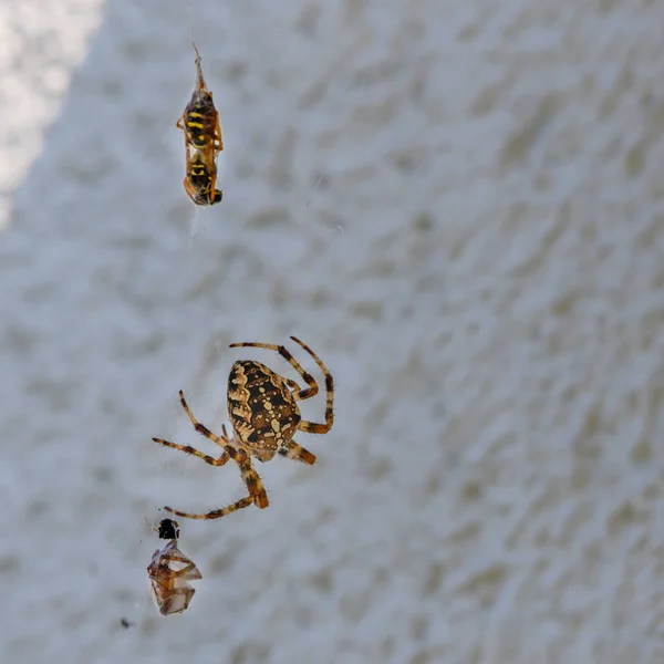 Fight Two Spiders Different Size Smaller Has Lost Spun — Stock Photo, Image