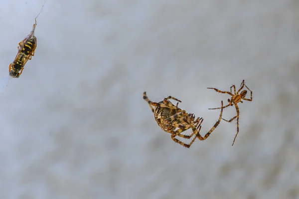Harcolj Két Különböző Méretű Pók Között Ház Fala Előtt — Stock Fotó