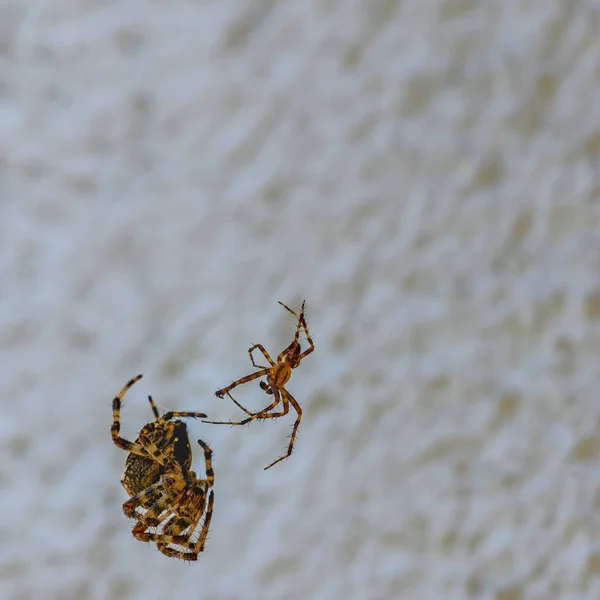 Lucha Entre Dos Arañas Diferentes Tamaños Frente Una Pared Casa — Foto de Stock