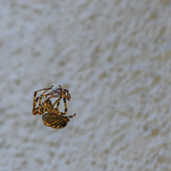 Het Gevecht Tussen Twee Spinnen Van Verschillende Grootte Heeft Kleinere — Stockfoto