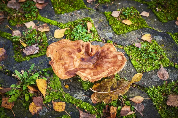 Grzyb Słoneczny Miód Agaric Ogrodzie Między Jesiennymi Liśćmi — Zdjęcie stockowe