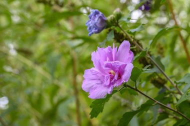 Bahçedeki pembe amberçiçeği (Hibisceae) yakın plan..