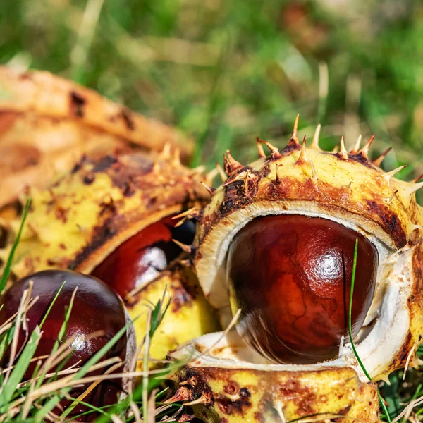 Chestnuts Aesculus Hippocastanum Lying Grass Autumn Sunny Day — Stock Photo, Image