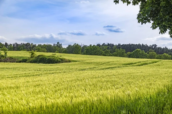 Vista Sobre Campo Grãos Para Árvores Horizonte Sob Céu Azul — Fotografia de Stock