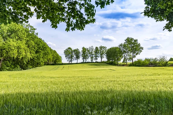 Zicht Een Graanveld Bomen Aan Horizon Onder Een Blauwe Lucht — Stockfoto
