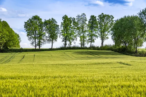 Zicht Een Graanveld Bomen Aan Horizon Onder Een Blauwe Lucht — Stockfoto