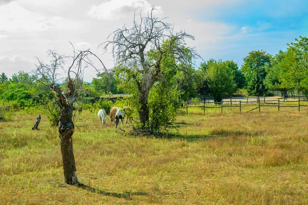 Grazing Horses Pasture Countryside Berlin — Stock Photo, Image