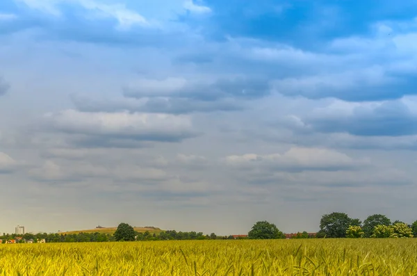 Vista Sobre Campo Grãos Para Árvores Horizonte Sob Céu Azul — Fotografia de Stock