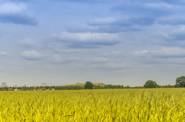 Utsikt Över Ett Sädesfält Till Träd Vid Horisonten Blå Himmel — Stockfoto