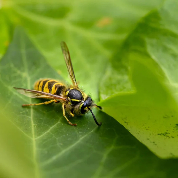 在花园里的叶子上坐着一只黄蜂的宏观图片 Polistes Dominula — 图库照片